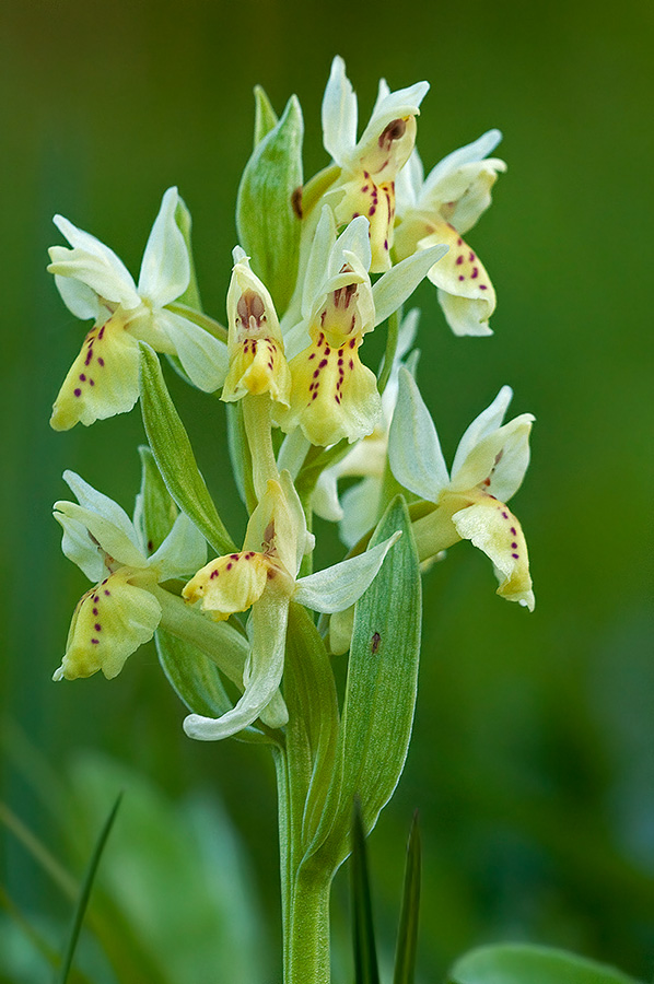 dactylorhiza sambucina?